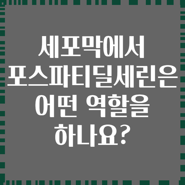 세포막에서 포스파티딜세린은 어떤 역할을 하나요?