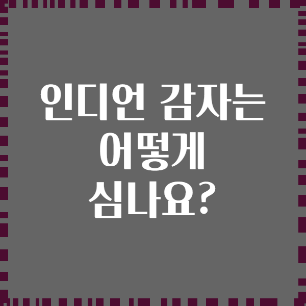 인디언 감자는 어떻게 심나요?